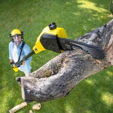 Best Tree Maintenance Programs  in Wright Patterson Af, OH