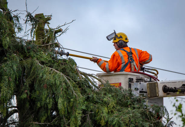 Best Hazardous Tree Removal  in Wright Patterson Af, OH