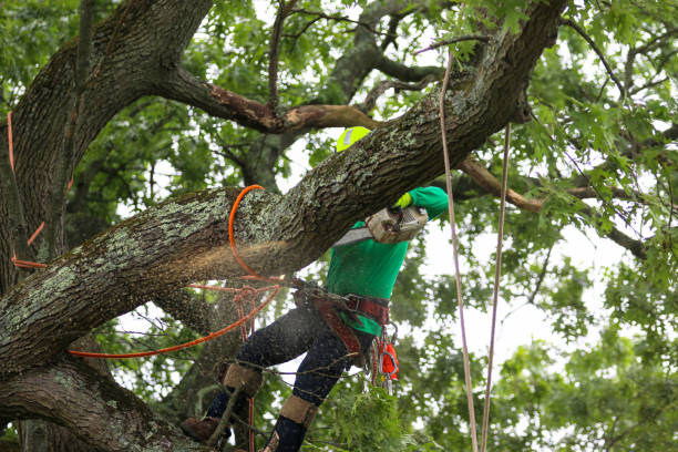 Professional Tree Care in Wright Patterson Af, OH