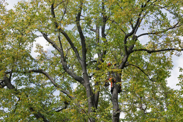 How Our Tree Care Process Works  in  Wright Patterson Af, OH